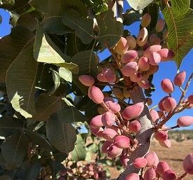 Pistachos calidad superior