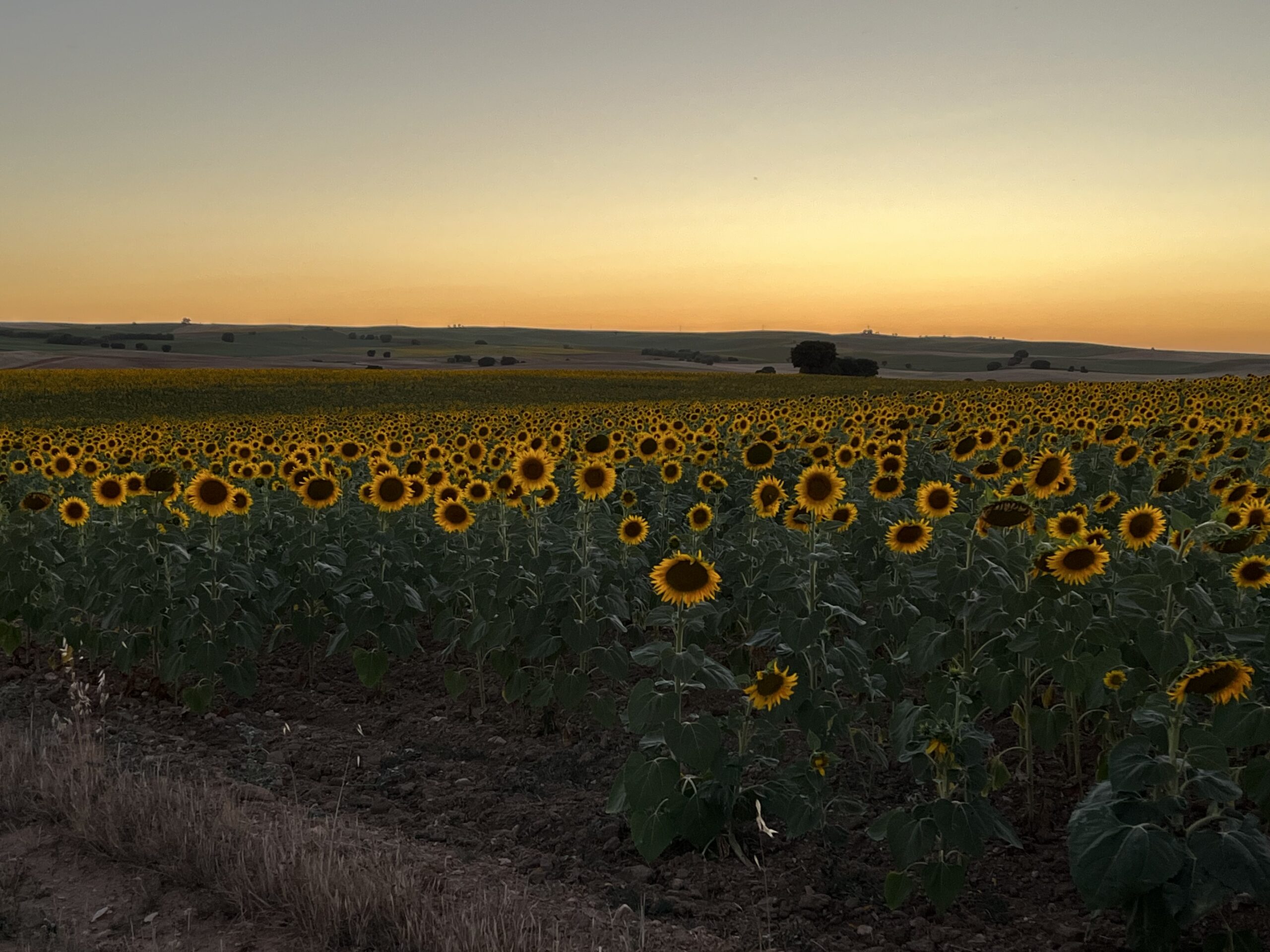 girasoles